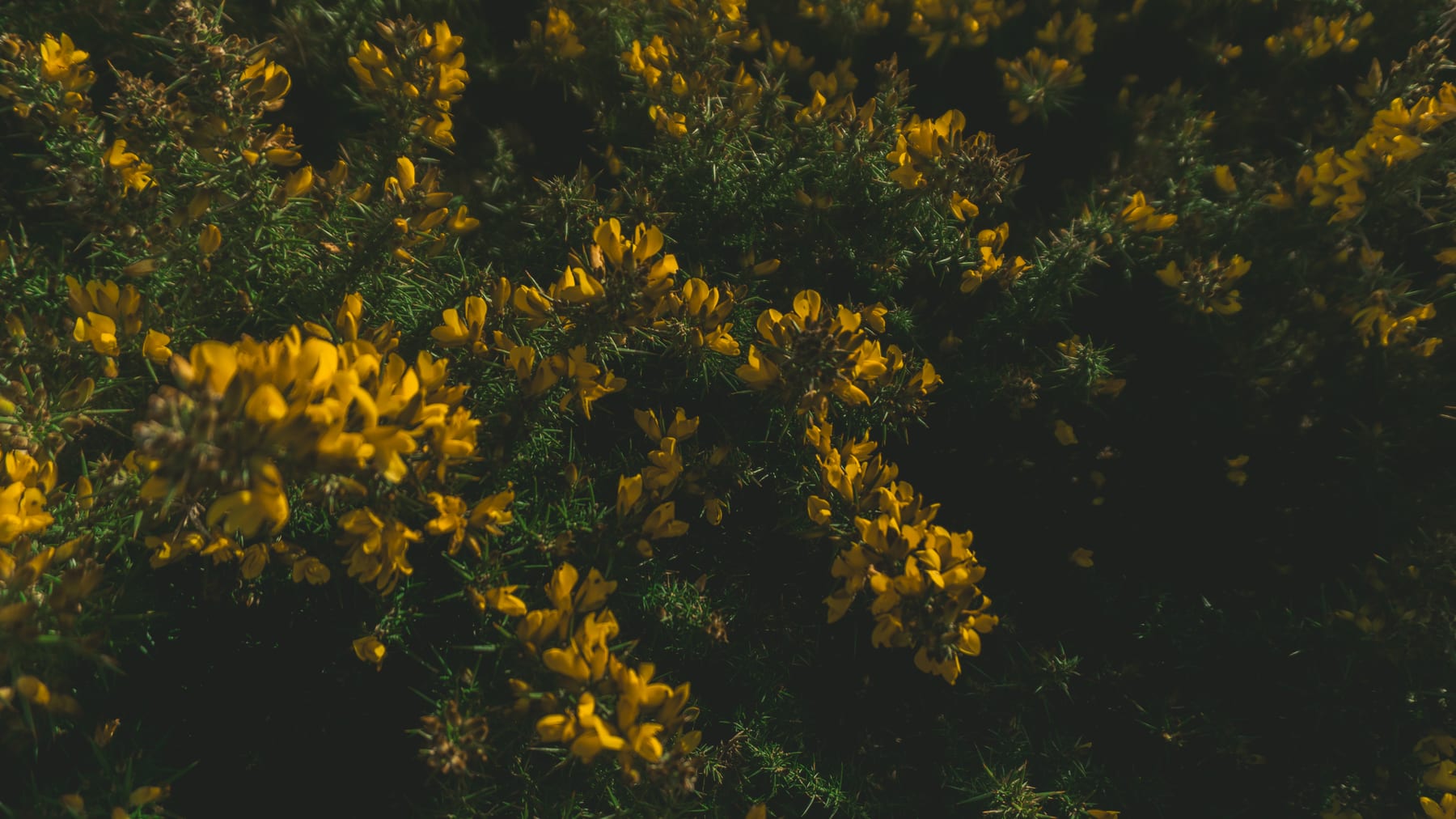 Close-up of gorse bushes in yellow bloom on the Irish coast.