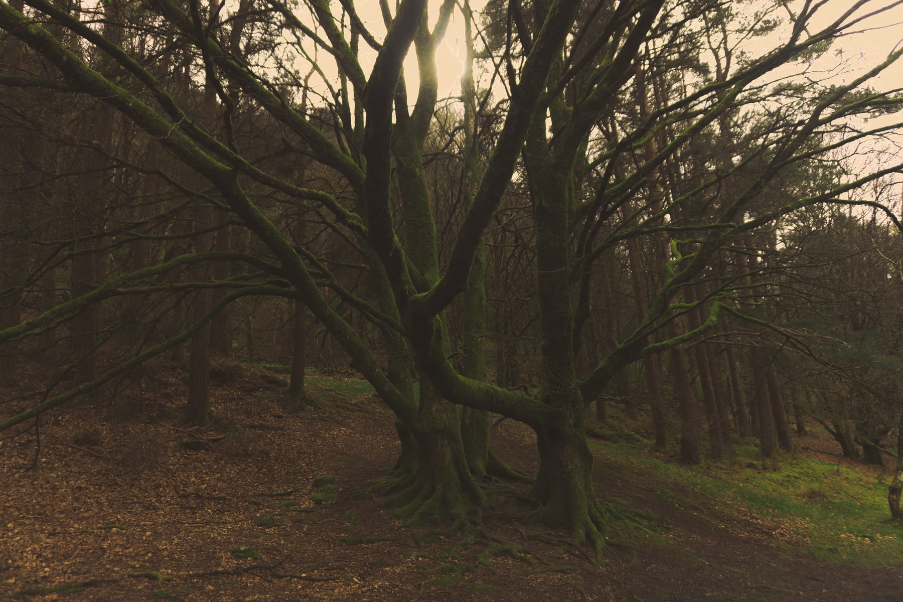Gnarled, moss-covered trees in a dim Irish forest.