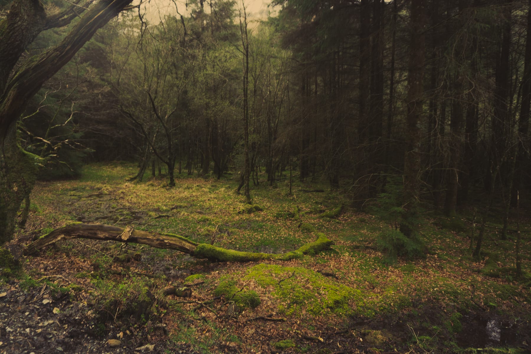 A clearing in a pine forest with a fallen log on a mossy floor.