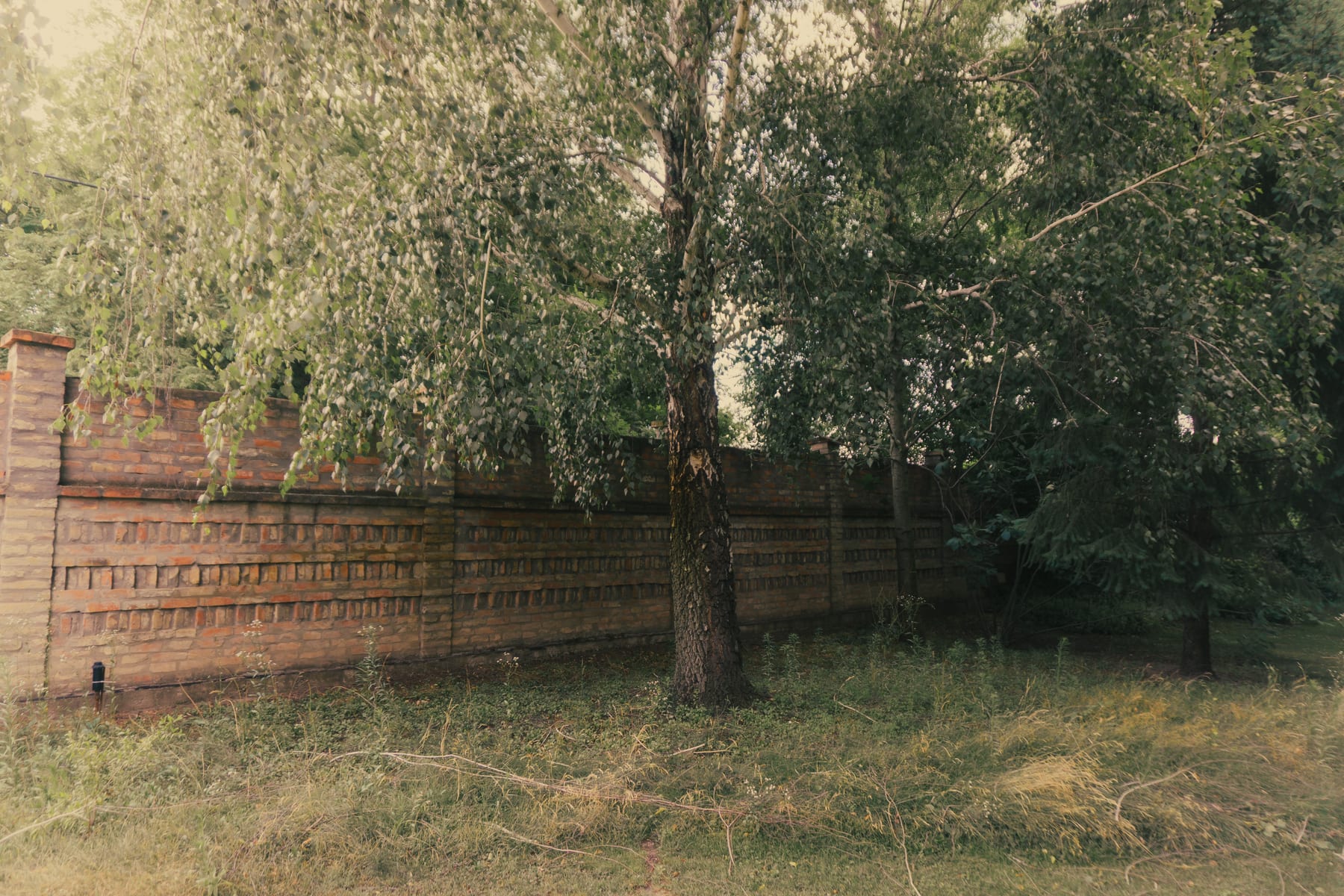A willow in front of a patterned brick wall in an overgrown garden at home.