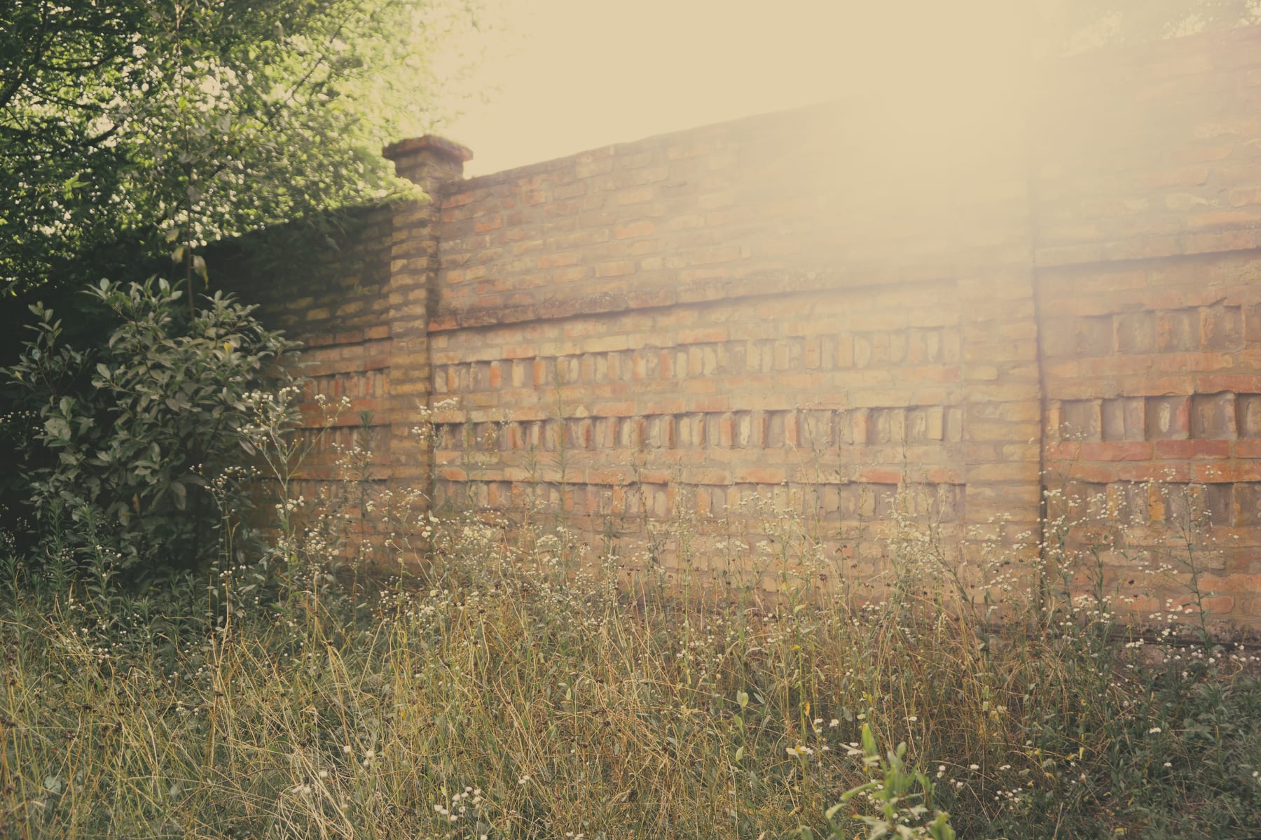 Tall grass and shrubs before a long brick wall in hazy backlight.