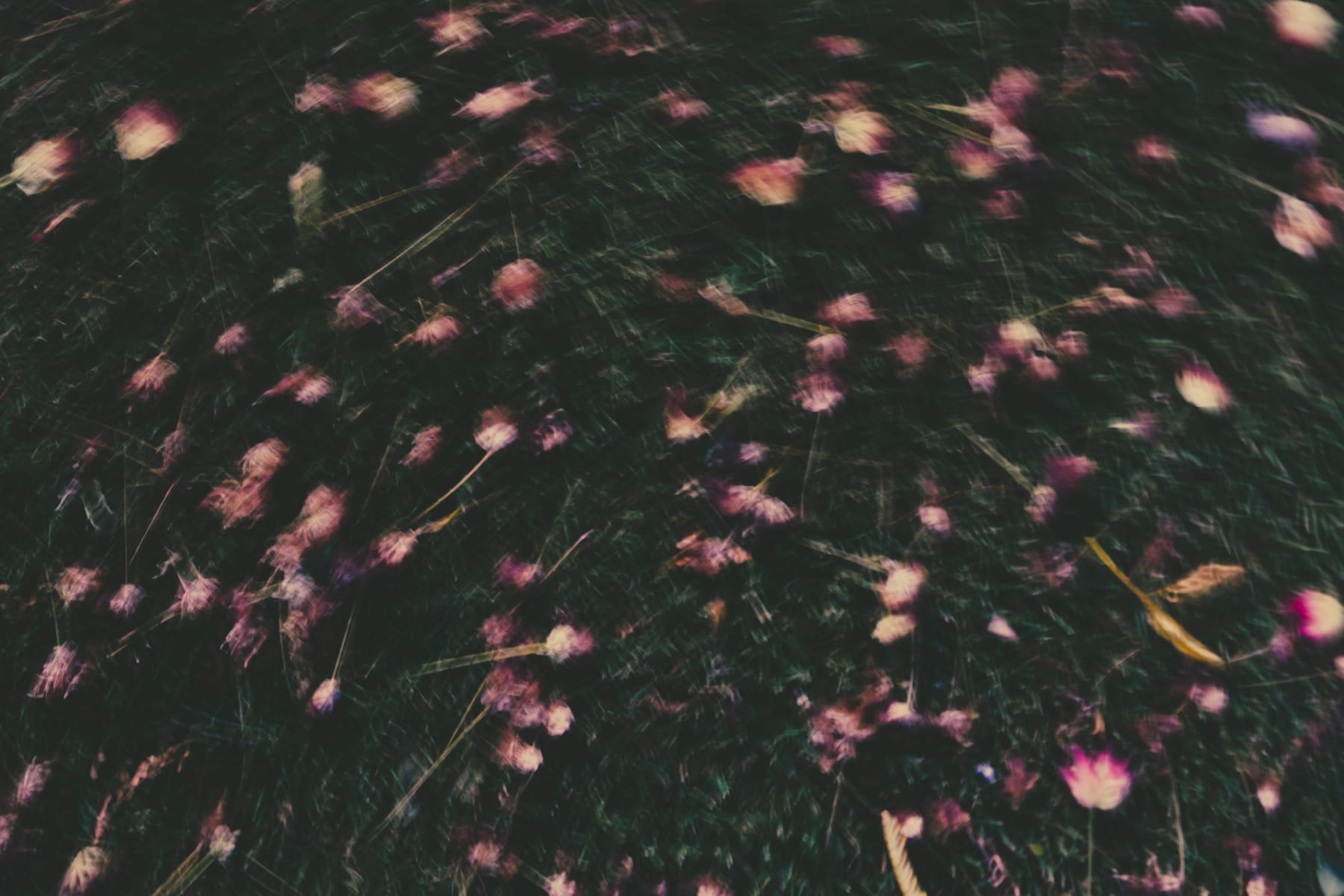 Small pink flowers among dark leaves, blurred by movement.
